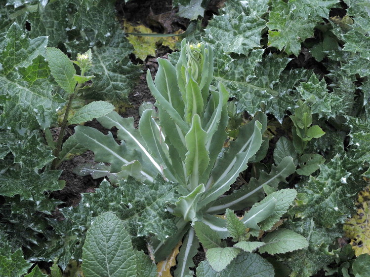 Myagrum perfoliatum